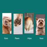 4-in-1 Pet Electric Clipper, Cat and Dog Hair Trimmer and Nail Grinder, Pet Grooming Supplies - White - Low Angle