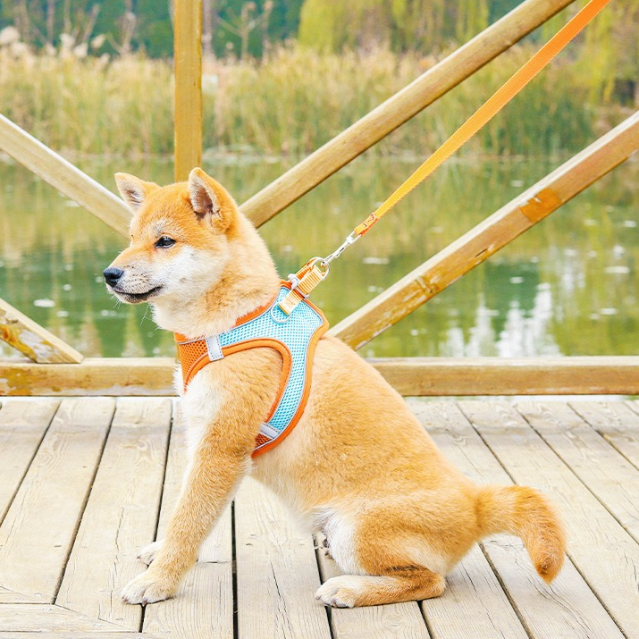 Breathable Reflective Pet Harness Set: Vest-Style Dog Harness + Leash - Orange and Blue-M