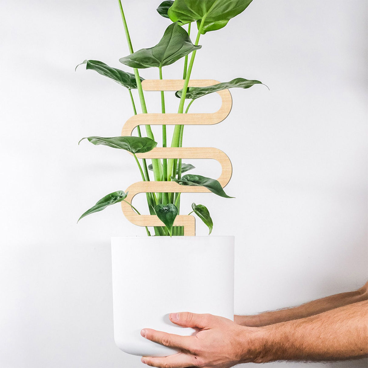 Climbing Vine Fixed Frame China Rose Flower Holder Indoor Flower Plant Support Pole