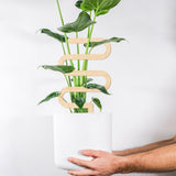 Climbing Vine Fixed Frame China Rose Flower Holder Indoor Flower Plant Support Pole - Close-Up Angle