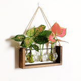Wall Mounted Hydroponic Vase Green Plant Wooden Frame Vase for Living Room Home Decor - Close-Up Angle