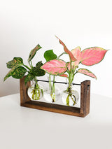 Wall Mounted Hydroponic Vase Green Plant Wooden Frame Vase for Living Room Home Decor - Extra Image