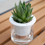 Automatic Water Absorbing Transparent Pot Creative Round Office Desktop Green Plant Hydroponic Plastic Flower Pots