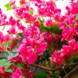 120cm Artificial Silk Bougainvillea Branches Faux Rose Red Bougainvillea with Iron Wire Stems for Wedding Decoration - Extra Image