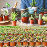 75 Pcs Plastic Plant Flower Pot Nursery Transplanting Pot Seeds Container Garden Decoration