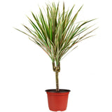 75 Pcs Plastic Plant Flower Pot Nursery Transplanting Pot Seeds Container Garden Decoration - Extra Image