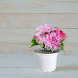 75 Pcs Plastic Plant Flower Pot Nursery Transplanting Pot Seeds Container Garden Decoration - Extra Image