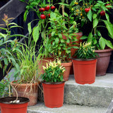 75 Pcs Plastic Plant Flower Pot Nursery Transplanting Pot Seeds Container Garden Decoration