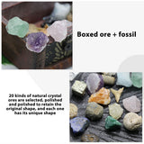 20 kinds of Mini Size Natural Crystal Agate Stone Rocks Minerals Fossils Kids Teaching Materials for Geology Enthusiasts Collection Gifts