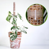 Moss Pole 25cm Plastics Coir Moss Totem Pole Stick for Plant Stakes and Supports Climbing Indoor Plants