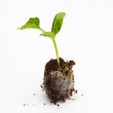 Seed Starter Soil Plugs Plant Fiber Nursery Blocks Peat Soil Pellets - Close-Up Angle