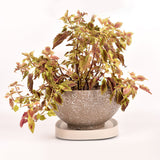Mobile Flower Pot Tray Durable Wheels Plant Tray Planter Tray with Wheels - Extra Image