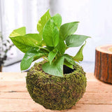 Japanese Style Moss Ball Gardening Potted Plant Moss Flower Pot
