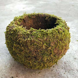 Japanese Style Moss Ball Gardening Potted Plant Moss Flower Pot