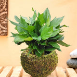 Japanese Style Moss Ball Gardening Potted Plant Moss Flower Pot - Rear View