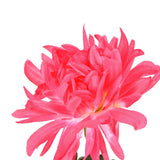 Solar Garden Decorations Automatic Charging Waterproof Durable LED Solar Decorative LightsRed - Extra Image
