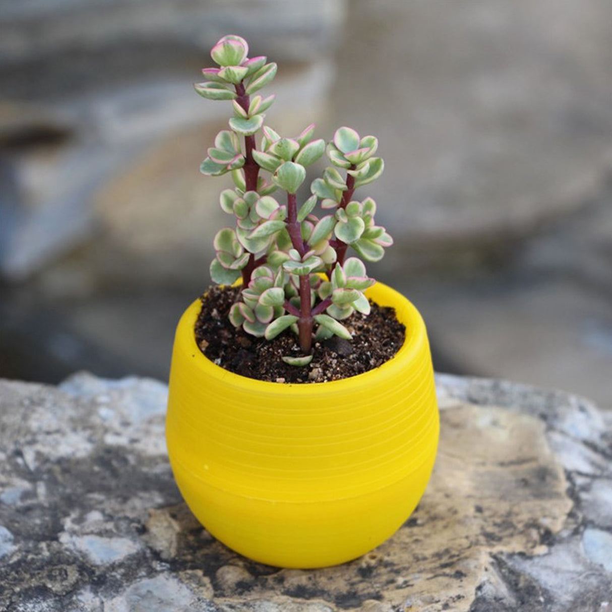 Succulent Pot Mini Seedling Flower Container Plastic Flower Pot for Garden Courtyard BalconyYellow