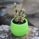 Succulent Pot Mini Seedling Flower Container Plastic Flower Pot for Garden Courtyard BalconyGreen