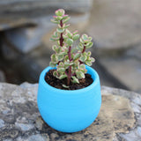 Succulent Pot Mini Seedling Flower Container Plastic Flower Pot for Garden Courtyard BalconyBlue - Front View