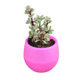 Succulent Pot Mini Seedling Flower Container Plastic Flower Pot for Garden Courtyard BalconyRose Red