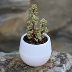 Succulent Pot Mini Seedling Flower Container Plastic Flower Pot for Garden Courtyard BalconyWhite