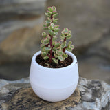 Succulent Pot Mini Seedling Flower Container Plastic Flower Pot for Garden Courtyard BalconyWhite - Front View