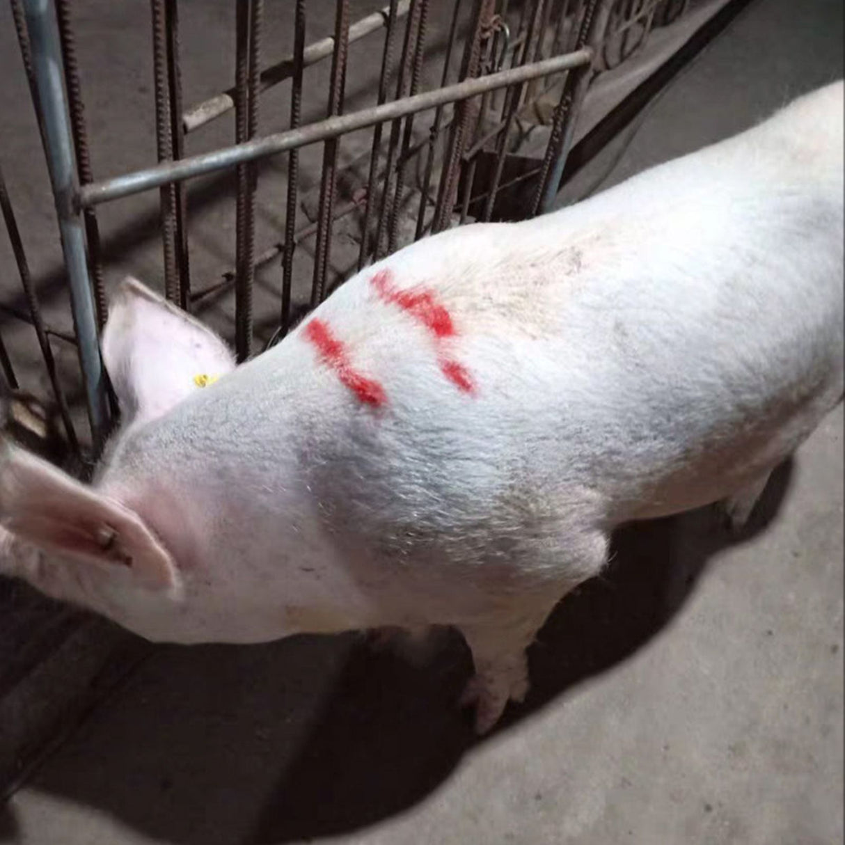 4PCS Livestock Marking Crayon Pig Cattle Cow Sheep Marker Farming Livestock Marking Accessories