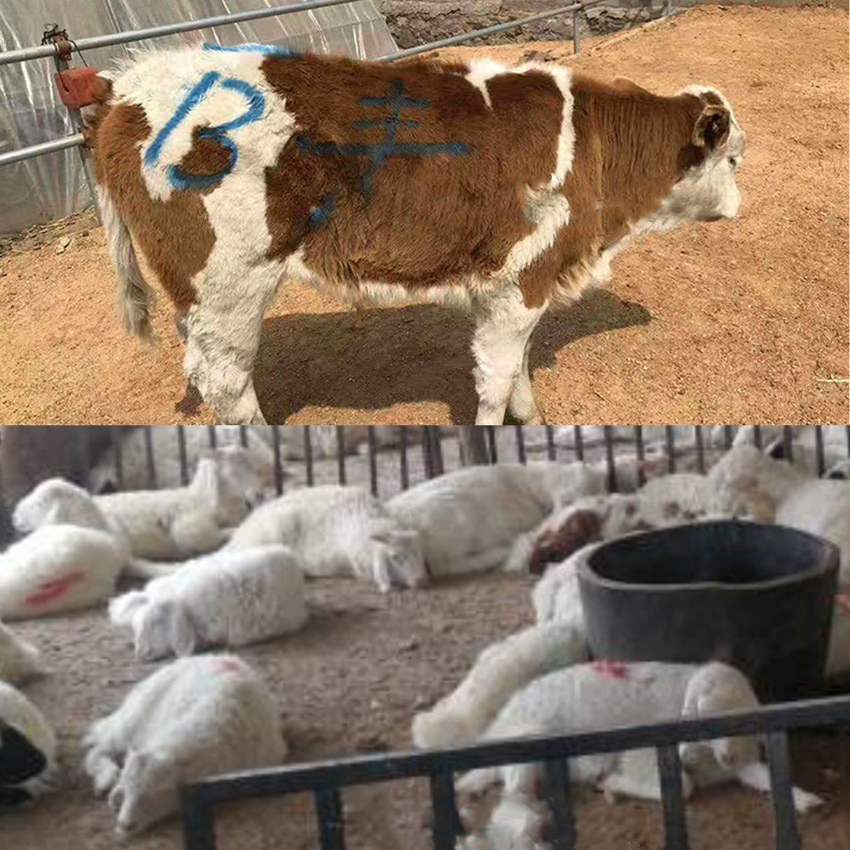 4PCS Livestock Marking Crayon Pig Cattle Cow Sheep Marker Farming Livestock Marking Accessories