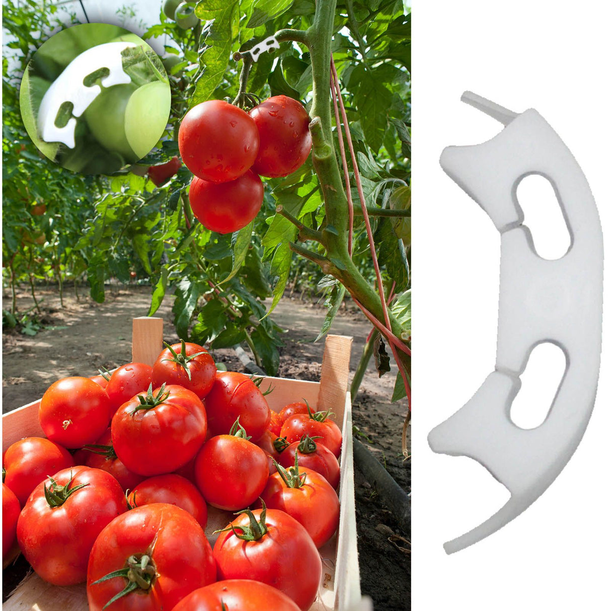 100Pcs Plant Support Clips Durable Plastic Grow Upright Vine Fixation Wide Application Tomato Clips for Grape Vegetable
