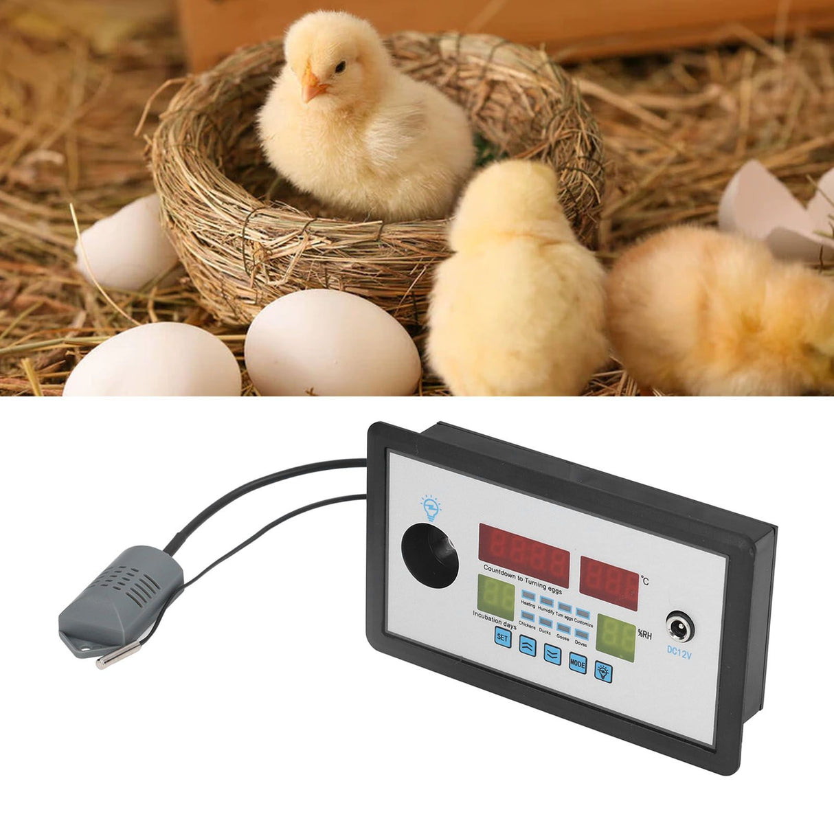 Intelligent Incubator Thermostat Automatic Egg Incubator Controller Thermostat for Eggs Duck Eggs Goose Eggs 12V