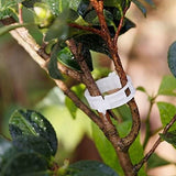 300Pcs Plastic Tomato Clips Good Fixation Support Reusable Plant Support Clips for Various Vegetables Flowers 50 Pcs/ Pack