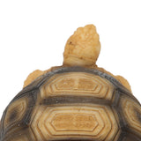 Tortoise Ornament Pet Animal Figurine Resin Home Decoration for Fish Tanl Aquarium