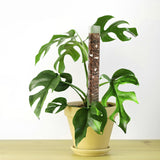 Plant Plastic Moss Pole Moss Supports Climbing Plant Poles Tortoise Back Moss Rod for Plant Posts and Peat