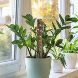 Plant Plastic Moss Pole Moss Supports Climbing Plant Poles Tortoise Back Moss Rod for Plant Posts and Peat