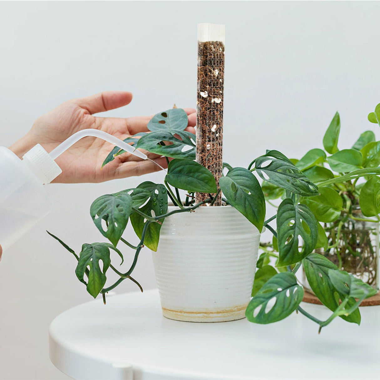 Plant Plastic Moss Pole Moss Supports Climbing Plant Poles Tortoise Back Moss Rod for Plant Posts and Peat