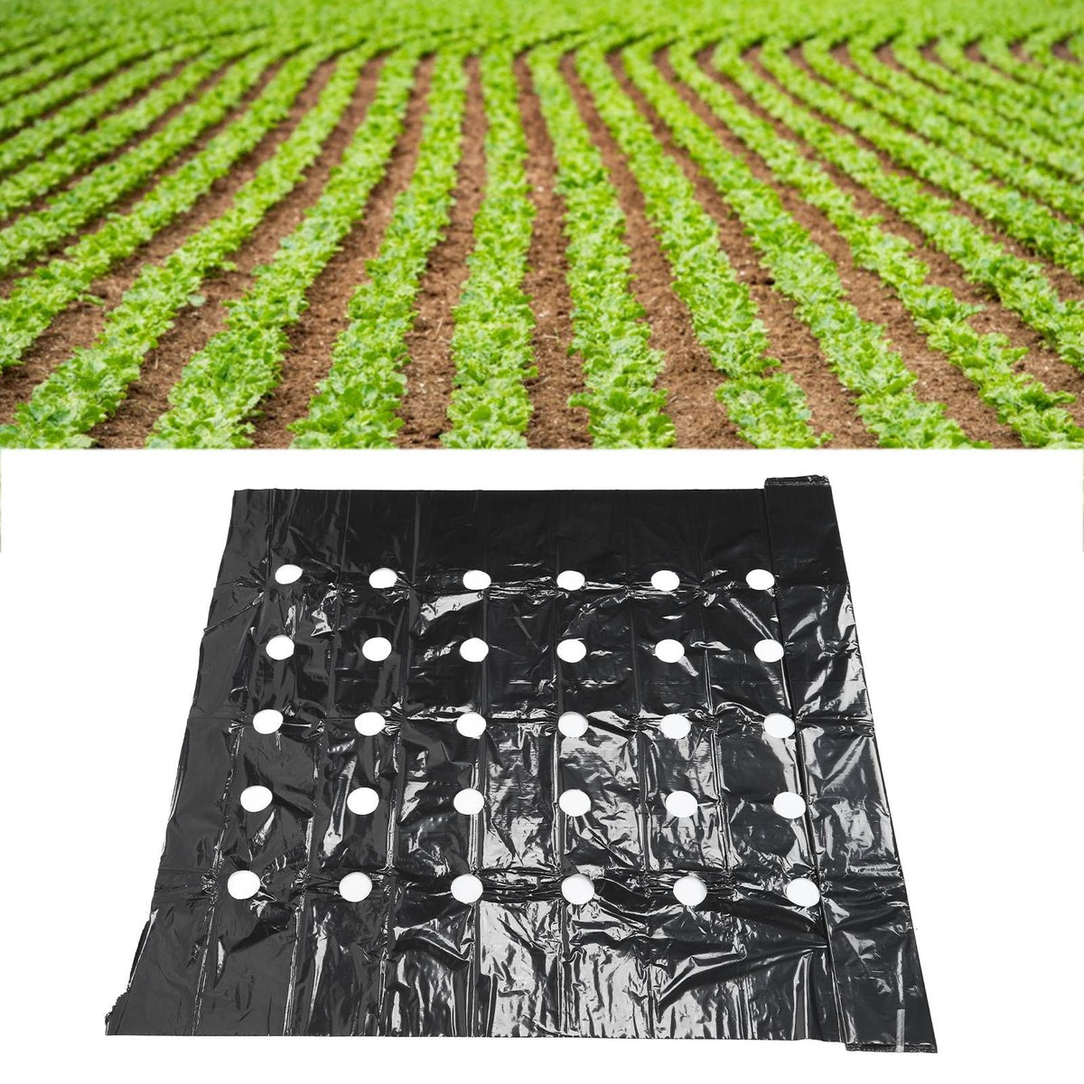 Greenhouse Perforated Mulch High Tenacity Black Durable Perforated PE Mulch Film for Plants Grow
