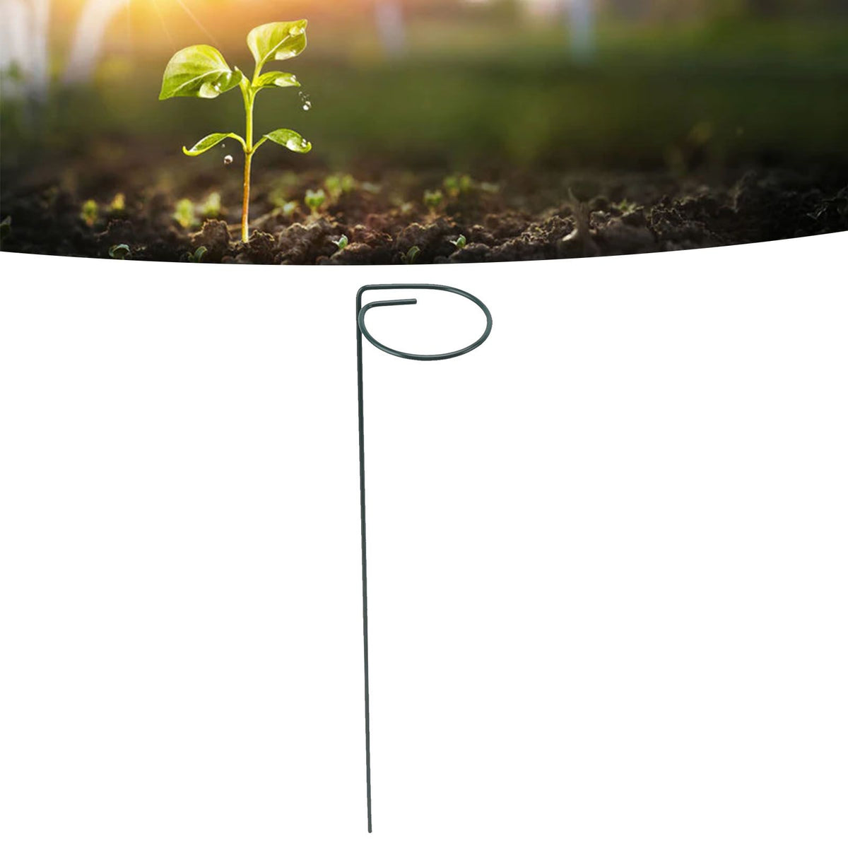 12Pcs Plant Stakes Reusable Plant Sticks Support Anti Rust Stem Flower Support for Home Garden Yard Farm