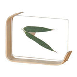 Desktop Plant Specimen Frame Wooden Acrylic Simple Modern Photo Frame Desktop Ornament Home Decoration