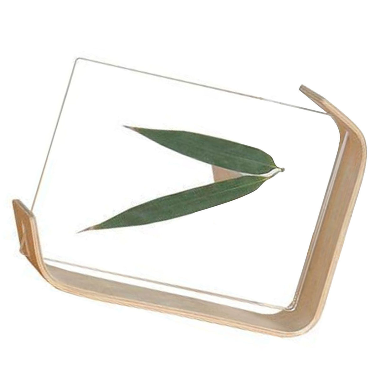 Desktop Plant Specimen Frame Wooden Acrylic Simple Modern Photo Frame Desktop Ornament Home Decoration