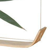 Desktop Plant Specimen Frame Wooden Acrylic Simple Modern Photo Frame Desktop Ornament Home Decoration