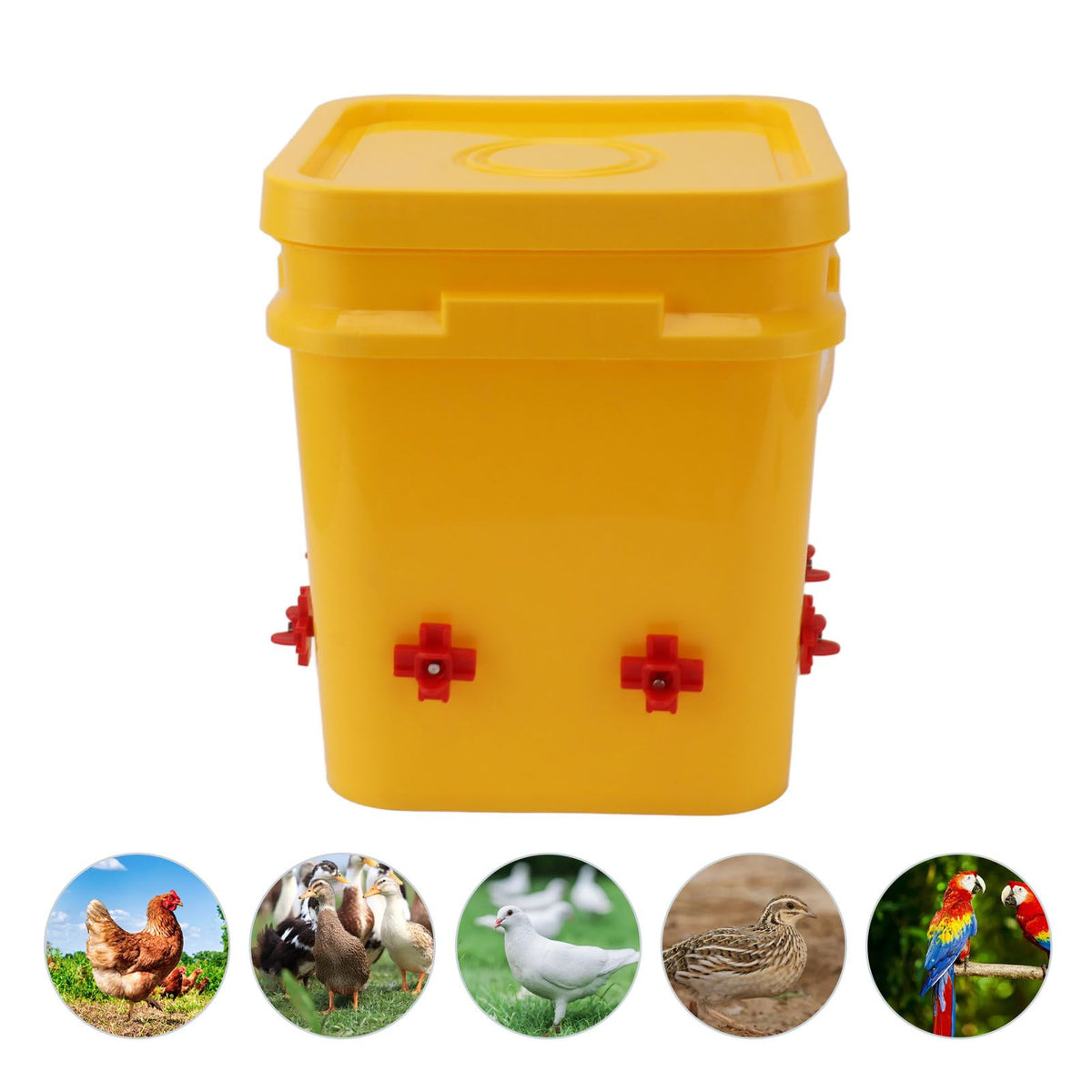 Automatic Chicken Waterer Cup with 12L Handheld Barrel Poultry Drinking Equipemnt for Goose Duck Bucket + Four Corner Drinker + Black Screws