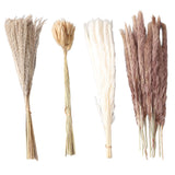 Natural Dried Pampas Grass Fluffy 15PCS White Pampas 15PCS Brown Pampas 50PCS Bunny Tail Grass 20PCS Reed Grass for Home Wedding Decor - Side View