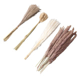 Natural Dried Pampas Grass Fluffy 15PCS White Pampas 15PCS Brown Pampas 50PCS Bunny Tail Grass 20PCS Reed Grass for Home Wedding Decor