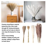 Natural Dried Pampas Grass Fluffy 15PCS White Pampas 15PCS Brown Pampas 50PCS Bunny Tail Grass 20PCS Reed Grass for Home Wedding Decor