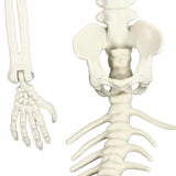 Life Size Skeleton Mermaid Halloween Outdoor Decorations Movable Posable Joints Realistic Full Body Skeleton Mermaid Props - Extra Image