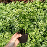 50 Pcs Seedling Block Peat Planting Block for Gardening Hydroponics Soilless Cultivation Plants Germination HRD TN0719
