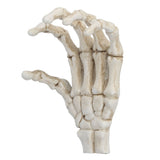Halloween Skeleton Hands High Hardness Corrosion Resistance Light Weight Hand Bone Ornaments for Teaching Tool Bracket