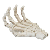 Halloween Skeleton Hands High Hardness Corrosion Resistance Light Weight Hand Bone Ornaments for Teaching Tool Bracket