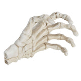 Halloween Skeleton Hands High Hardness Corrosion Resistance Light Weight Hand Bone Ornaments for Teaching Tool Bracket