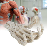 Halloween Skeleton Hands High Hardness Corrosion Resistance Light Weight Hand Bone Ornaments for Teaching Tool Bracket